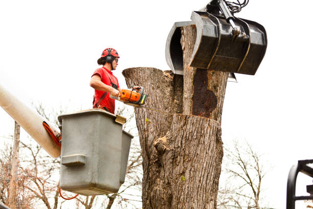 Best Stump Grinding and Removal  in Oakland, CA